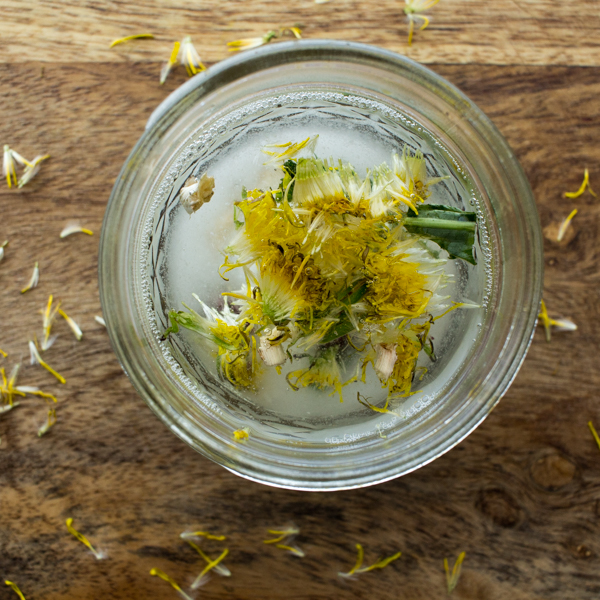 FREE Dandelion Lotion Recipe