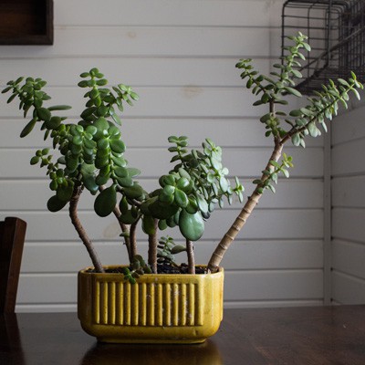 Jade Plant Before Transplant
